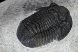 Two Detailed Gerastos Trilobite Fossils - Morocco #119012-6